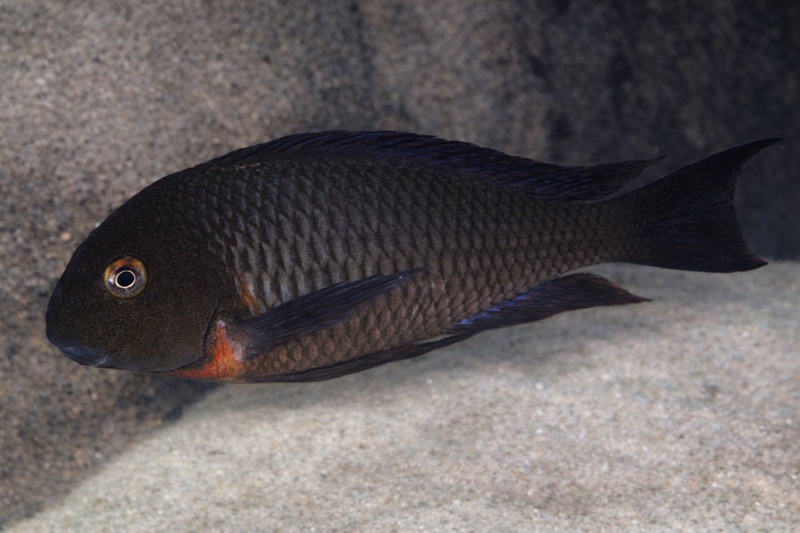 Tropheus sp. 'red' Kiku